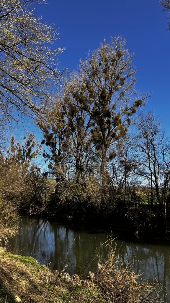 baum voller misteln im jagsttal beim kloster schöntal