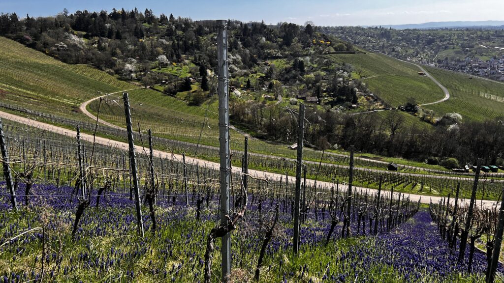 weinberge stuttgart rotnberg traubenhyazinthen